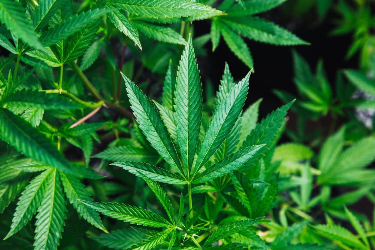 adicción a la marihuana, porros, cannabis