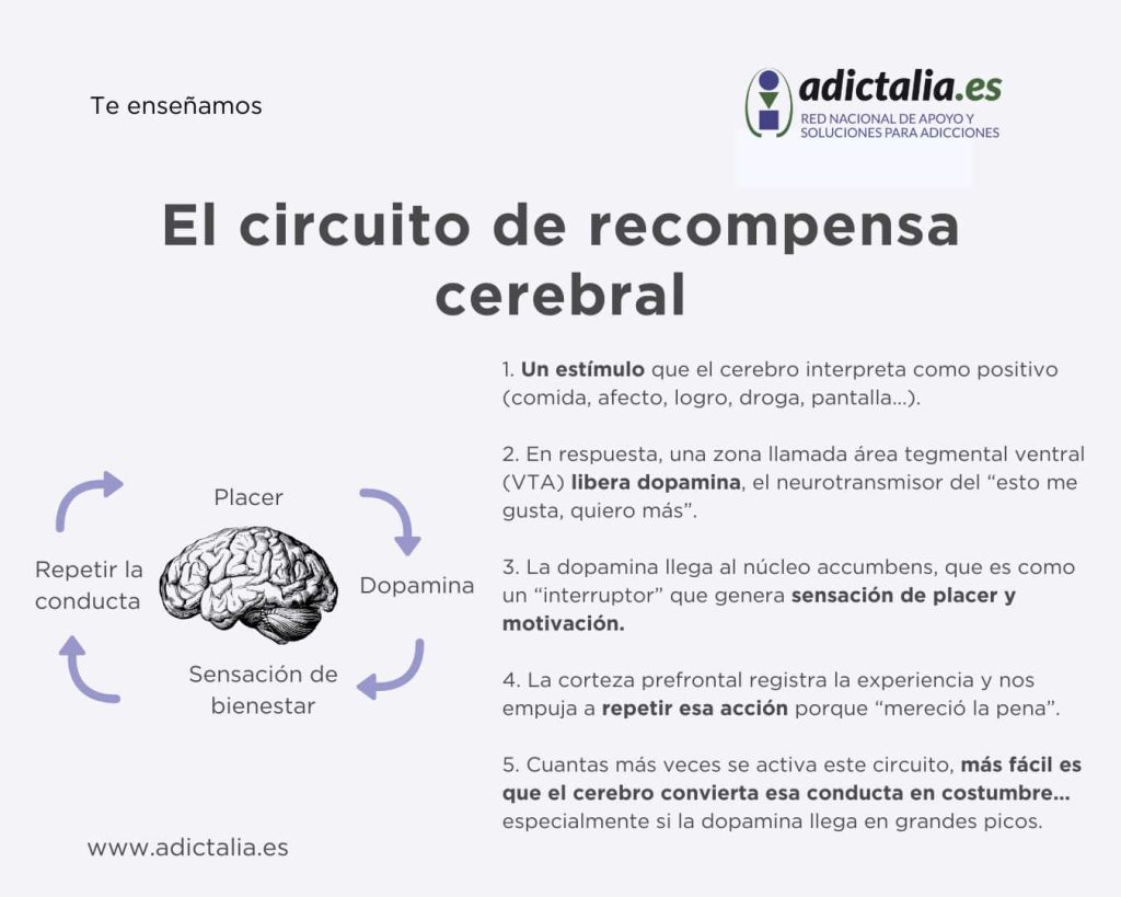 El circuito de recompensa cerebral